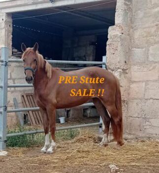 Traumschöne PRE Fuchsstute, ISPA - Iberische Sportpferde Agentur (ISPA - Iberische Sportpferde Agentur), Horses For Sale, Bedburg