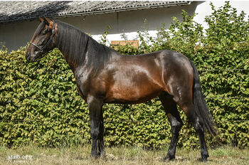 Wunderschöner PRE Wallach „Lenardo AH“, Yeguada Wiesca (Angelika Willms) (Yeguada Wiesca), Horses For Sale, Ruppichteroth 