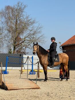 Wunderschöner PRE in buckskin - jung, lernfreudig & mega sitzbequem, Kerstin Rehbehn (Pferdemarketing Ost), Horses For Sale, Nienburg