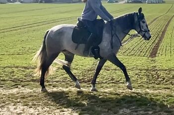 Beautiful PRE mare – 5 years – 1.60 m – versatile riding horse