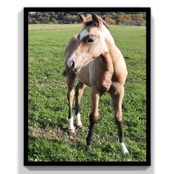 Wunderschöner Quarter Horse Wallach geb. 2024, Familie Wehner, Horses For Sale, Tann/Rhön