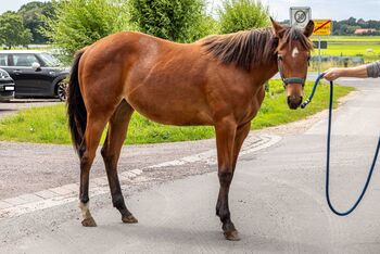 Bildschöne Quarter Horse Stute mit Spitzenabstammung und Traumcharakter