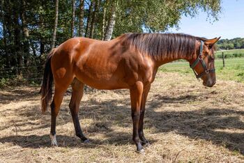 Bildschöne Quarter Horse Stute mit Spitzenabstammung und Traumcharakter