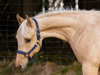 Bildschöner Quarter Horse Nachwuchs von Best Spook