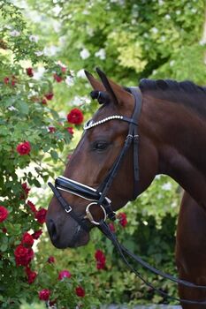 Wunderschöne rittige 5 jährige Lusitanostute zu verkaufen! Piro frei!, Victoria Flad, Horses For Sale, Biessenhofen