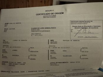 Wunderschöne rittige Lusitanostute! Piro frei!