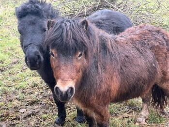 Schöner Shetlandpony Hengst, Seline, Horses For Sale, Niederzissen