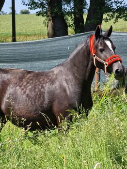 Wunderschöne Glanzrappe, Yvonne , Horses For Sale, Grimma