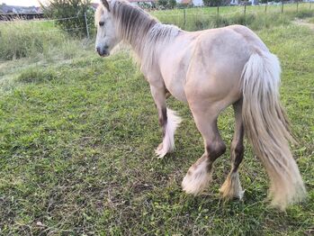 Wunderschöner Silverdapple Jährling, Tina, Horses For Sale, Calden