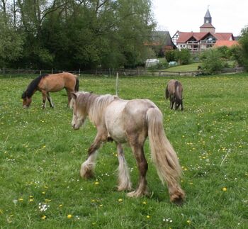 Wunderschöner Silverdapple Jährling, Tina, Horses For Sale, Calden