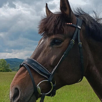 Wunderschöne Trense von Bellora Equestrian (schwarz und rosa), Bellora Equestrian, Bellora Equestrian, Bridles & Headstalls, Budakalász