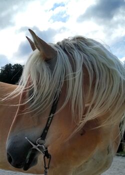 Bildschöner temperamentvoller Edelbluthaflinger-Wallach, 11 Jahre, Michaela, Horses For Sale, Taching