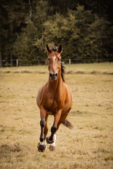 Wunderschöner Talentierte Spanier Wallach, Privat, Horses For Sale, Warmensteinach