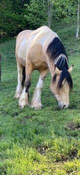 Wunderschöner Tinkerwallach sucht Lebensmenschen