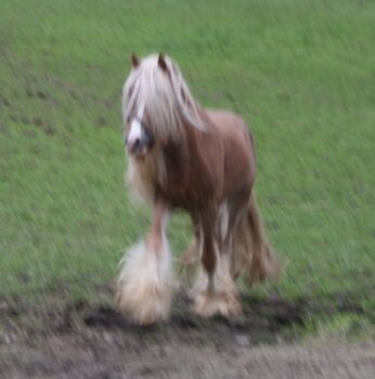 Wunderschöner Tinkerhengst, Tina, Horses For Sale, Calden