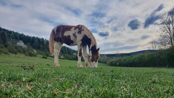 Wunderschöner Tinker x Lewitzer Hengst aus 2024, Caro , Horses For Sale, Geratal