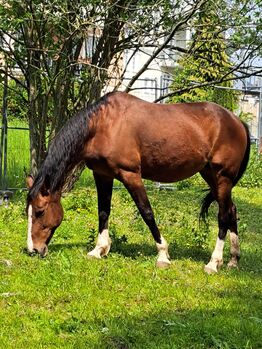 Wunderschöne Traberstute, Christiane , Horses For Sale, Arnstadt