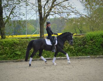 Bildhübscher, ganz lieber Oldenburger Wallach mit top Abstammung, Kerstin Rehbehn (Pferdemarketing Ost), Horses For Sale, Nienburg