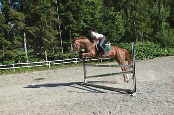 Schöne Warmblutstute, Eva Maria, Horses For Sale, Deutschfeistritz 