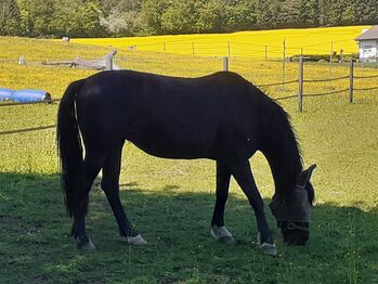 Wunderschöne Warmblutstute