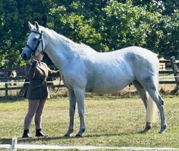 Beautiful welsh thoroubred 15.1hh, liv, Konie na sprzedaż, New Brinsley