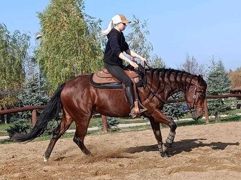 Beauty Queen mit sehr guter Abstammung, Kerstin Rehbehn (Pferdemarketing Ost), Horses For Sale, Nienburg