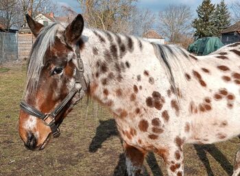 Entzückendes Kleinpferd in seltener Sonderlackierung, Apollo Eger, Horses For Sale, Nickelsdorf 