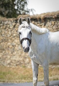 Entzückender Pony Mann!