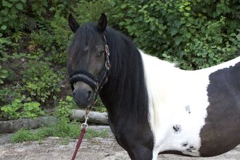 Liebenswerter Wallach Winnie Pooh, Daniela Nöttling , Horses For Sale, Eggendorf