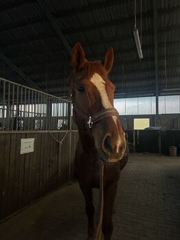 Bedingt reitbare Stute/Zuchtstute, 18j