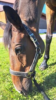 Bedingt reitbarer Beisteller, Bibbi, Pferd kaufen, Dörentrup