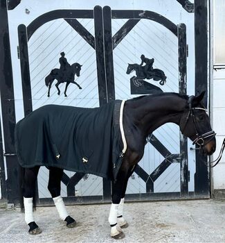 Talentierter, aber anspruchsvoller Wallach sucht erfahrene Hände, Anika, Horses For Sale, Am Mellensee