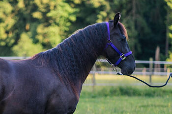 Talentierte, schwarze Quarter Horse Jungstute für Sport und Freizeit