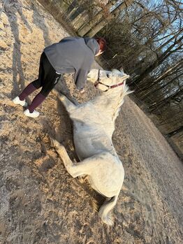 Bayrisches Warmblut, Kerstin, Horses For Sale, Trebgast