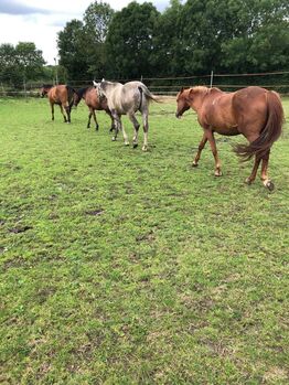 Beisteller, Wallach, 170 cm an Bestplatz abzugeben