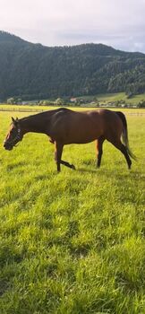 Beistellpferd abzugeben, Johanna Huber, Pferd kaufen, Ossiach