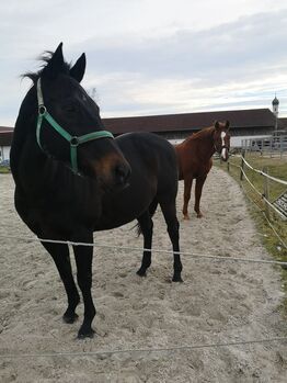 Beistellpferd -, Eva Bohrer, Pferd kaufen, Utting