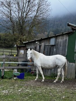 Beistellpferd, Lippitz jürgen, Pferd kaufen, Klagenfurt am Wörthersee