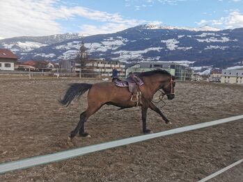 Beistellpferd/Reitpferd für Mutige, Kathrin Mayr , Pferd kaufen, Mils