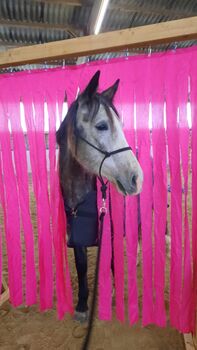 Beistellpferd oder zur Zucht / Venus, Brigitte, Pferd kaufen, Gross Enzersdorf