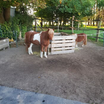 Beistellpony, Hope, Pferd kaufen, Wolfenbüttel