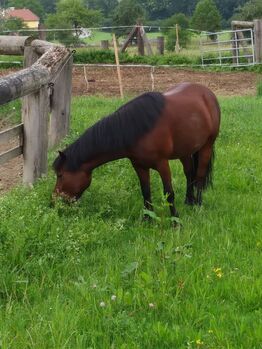 Beistellpony Stute, Tauer Walter, Pferd kaufen, Amstetten 