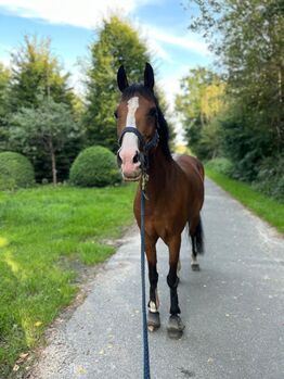 Belgische Reitponystute, Severine Frühbeis, Pferd kaufen, Paderborn 