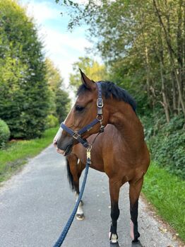 Belgische Reitponystute