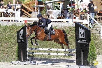 Belgisches Sportpony mit Turniererfahrung