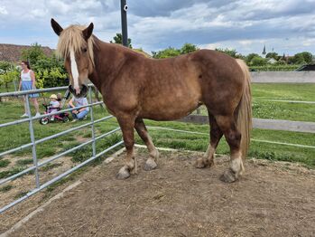 Belgisches Kaltblut für erfahrene Pferdemenschen, Weber Christina , Horses For Sale, Obermarkersdorf