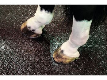 Belmondo Paddock Puzzlematte 24mm Pferdematte für Nassbereiche Belmondo (Kraiburg Gummiwerke) Belmondo Paddock