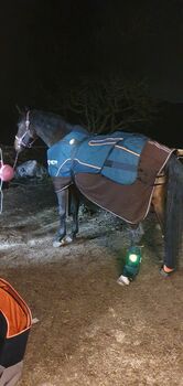 Bemer Horse Set Bemer