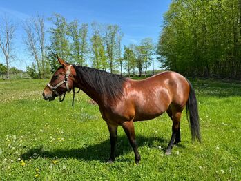 Liebenswerte, menschenbezogene Quarter Horse Stute, Kerstin Rehbehn (Pferdemarketing Ost), Horses For Sale, Nienburg