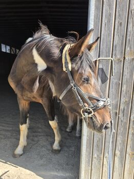 Liebenswerter Allrounder